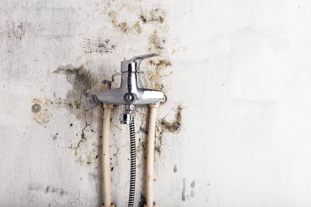 Best Affordable Mold Removal  in Eulyptus Hills, CA