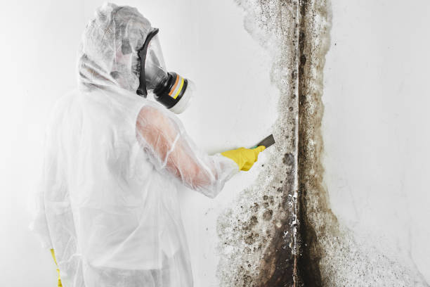 Best Crawl Space Mold Removal  in Eulyptus Hills, CA