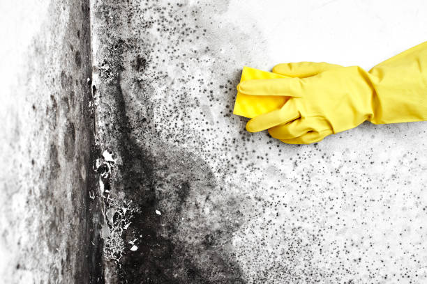 Professional Mold Removal in Eucalyptus Hills, CA