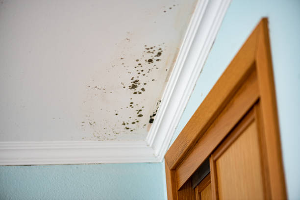 Reliable Eucalyptus Hills, CA Mold Removal Solutions