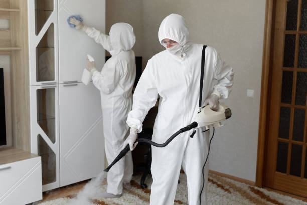 Mold Testing and Removal in Eucalyptus Hills, CA