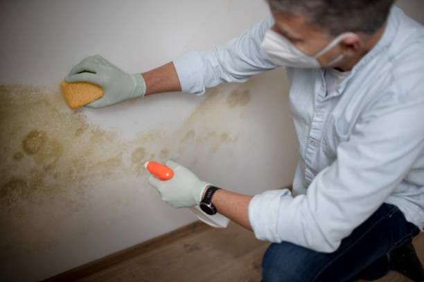 Best Residential Mold Removal  in Eulyptus Hills, CA