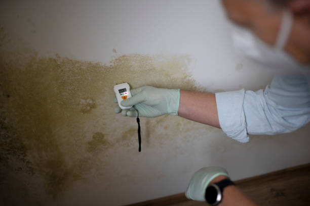 Best Toxic Mold Removal  in Eulyptus Hills, CA