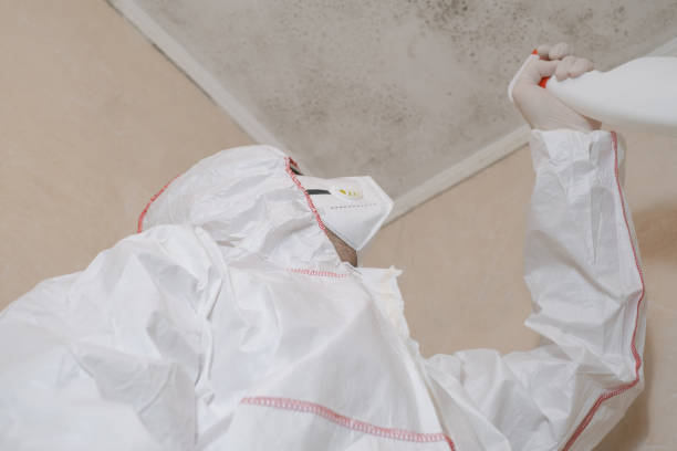 Best Best Mold Removal Companies  in Eulyptus Hills, CA