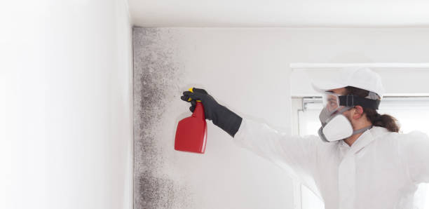 Crawl Space Mold Removal in Eucalyptus Hills, CA
