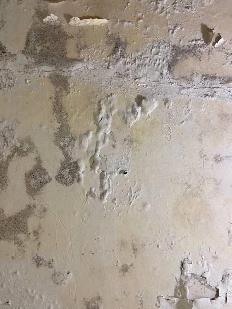 Best Mold Removal Company Near Me  in Eulyptus Hills, CA