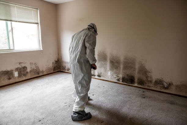 Best Same-Day Mold Removal  in Eulyptus Hills, CA