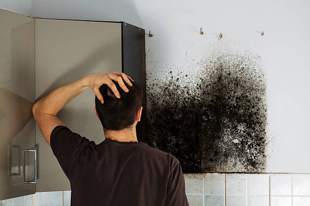 Mold Removal and Inspection in Eucalyptus Hills, CA