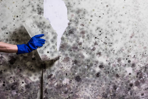 Best Mold Remediation  in Eulyptus Hills, CA