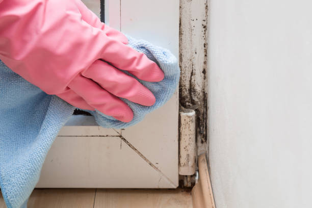 Best Mold Damage Repair  in Eulyptus Hills, CA